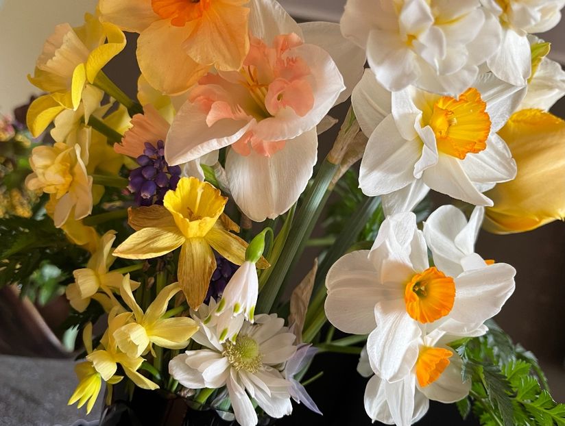 BED2EAD1-15C3-43AF-BB67-1E645C0F0FF3 - Narcise 2019 2022 25