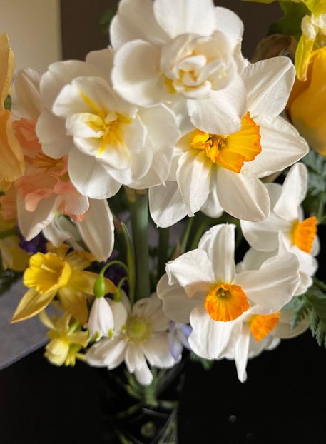 7CB5B579-75AA-4335-9A2B-105ACCC403E8 - Narcise 2019 2022 25