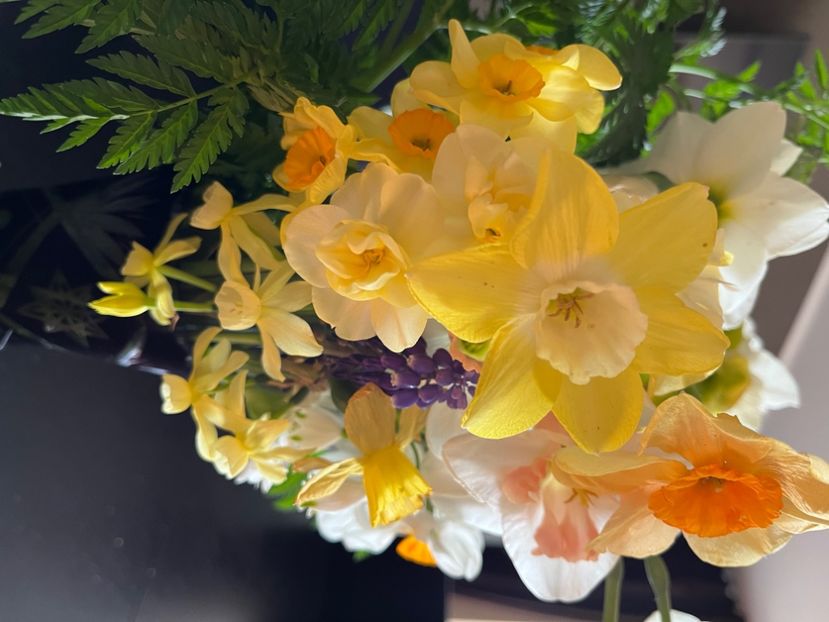 6D6B3C82-736D-4EBB-B6BD-82015C3CECC7 - Narcise 2019 2022 25