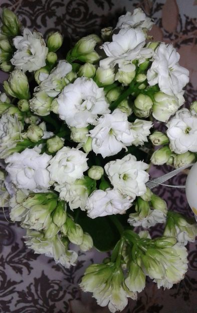 Kalanchoe - 2022 - Violete - Oxalis - Kalanchoe