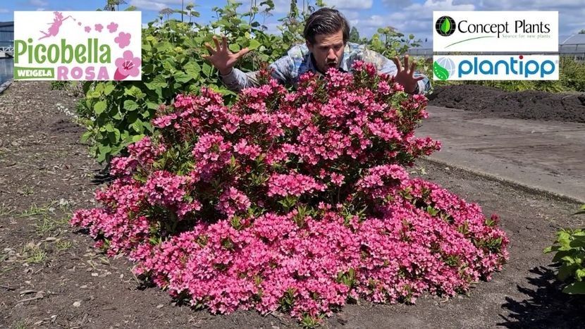  - 0 Weigela picobella rosea-poze preluate