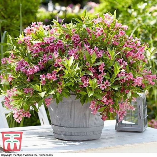 weig-picobella rosea-infloreste din mai-octombrie,creste 60 cm - 0 Dorinte implinite - 2022