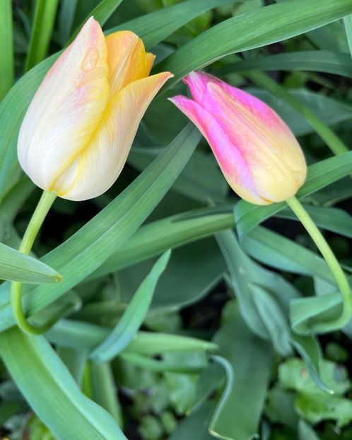 E029600D-876F-45AC-989D-E3CB0176E97A - Lalele 2022