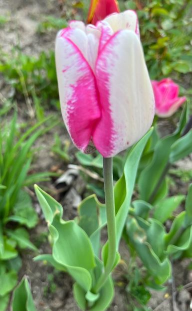 D5C9BB58-3ABD-4BE6-A4DF-D7A4566FD5CE - Lalele 2022