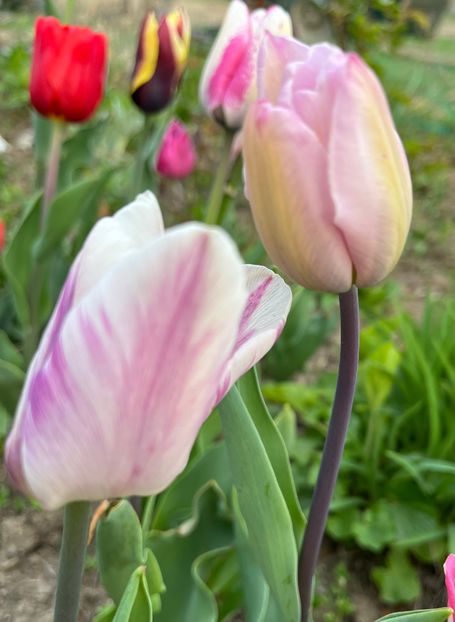 0F37B6AD-DC79-4519-975B-9FFEEAD9FE0F - Lalele 2022