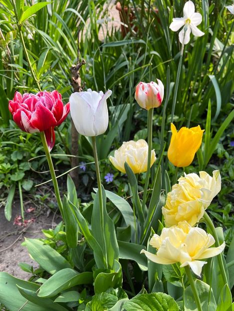 8290F8C9-2F8B-460B-B895-C6B65D32A7F7 - Lalele 2022