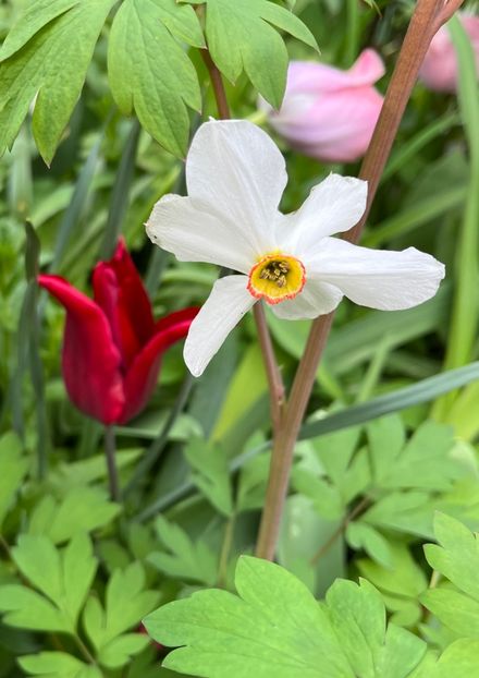 008CF486-F515-4CA4-8C4B-228B94333D17 - Narcise 2021 2022