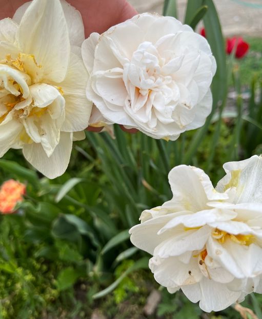 13BED6A9-7AA6-42F8-9B1E-5A7C04F44F24 - Narcise 2021 2022