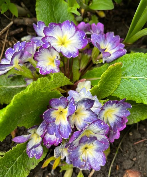 3EC73004-076C-4A7C-BD53-4C56C8DEAFA4 - Primule 21 22 23 24