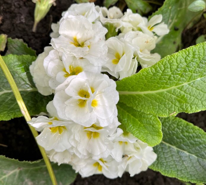 A058B654-C06D-47FD-9FEE-EB469260A479 - Primule 21 22 23 24