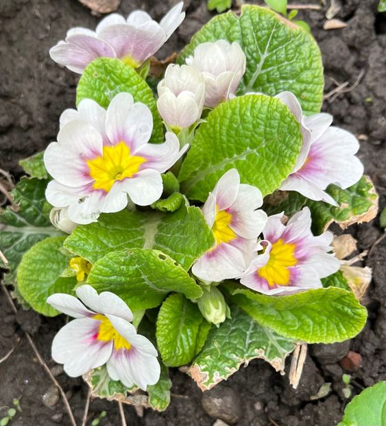 C13AA252-2B0D-43A3-B4E5-BD0012EC8A0E - Primule 21 22 23 24