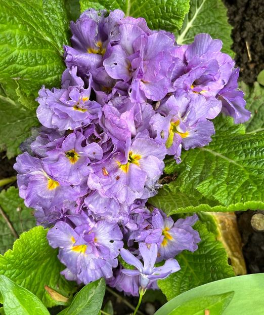 F33CE1F3-4E73-4E0C-A70C-07433CBF693F - Primule 21 22 23 24