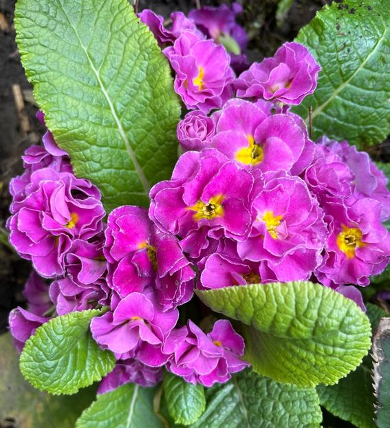 4E66B427-89B8-4357-AF8F-6D8A705730D1 - Primule 21 22 23 24