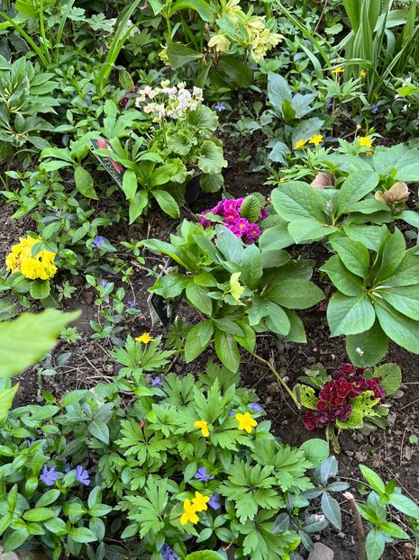 8EE46346-BE71-460D-8917-3F83A568EC8B - Primule 21 22 23 24