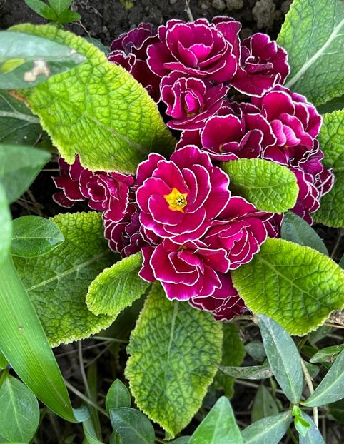 26293413-5C17-4E4D-817E-9109B133E68B - Primule 21 22 23 24