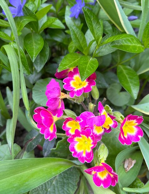 FAFD420D-2A23-4A2C-9BA7-163C74709199 - Primule 21 22 23 24