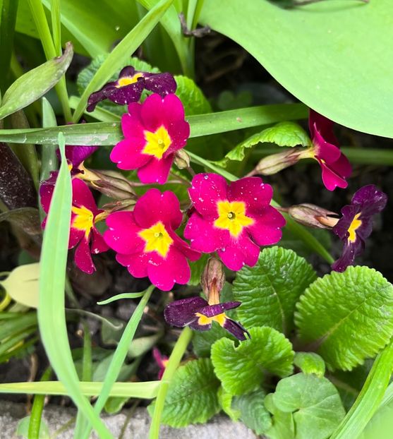 269D4024-D700-46B8-A85C-C7B5F5A71EA7 - Primule 21 22 23 24