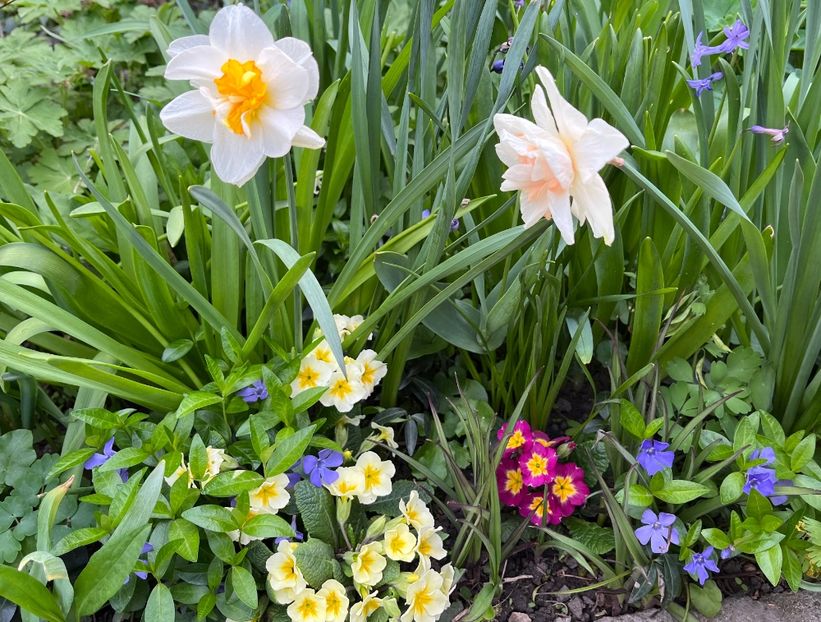 7735AF21-0A91-4F30-AB75-CC68E8BBE94A - Primule 21 22 23 24