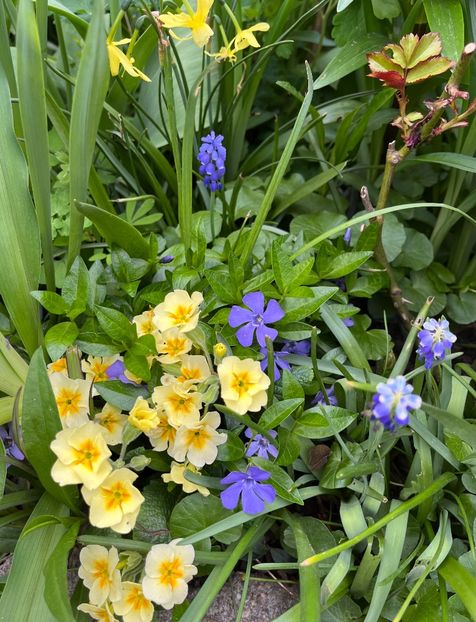 9B933F4B-D666-4B03-97FC-1B2ABE0977B7 - Primule 21 22 23 24