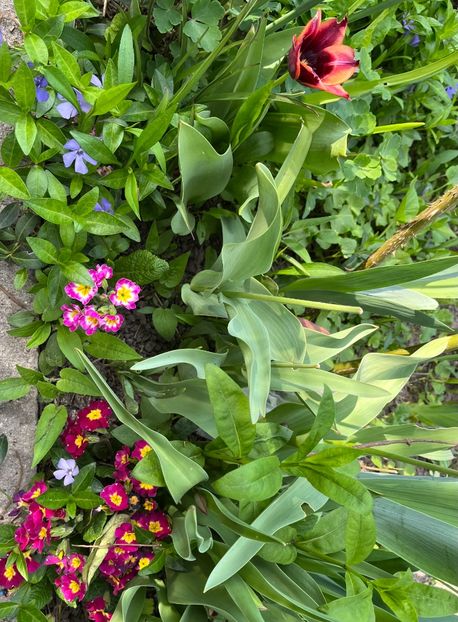 33108780-71E7-4F37-8BD9-89B93F428AAC - Primule 21 22 23 24