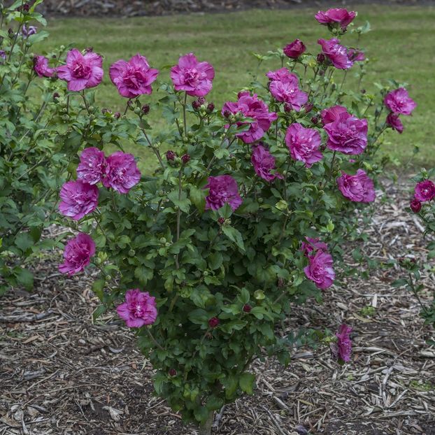 HIBISCUS_MAGENTA_CHIFFON_ROSE - 0 Dorinte implinite - 2022