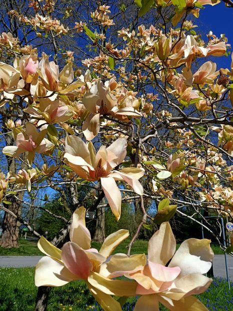 Img.2022.04.18-magnolia - Flori