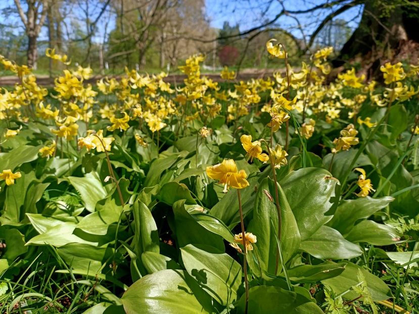 Img.2022.04.18 - Flori