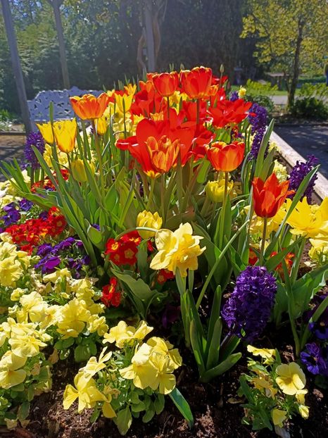 Img.2022.04.18 - Flori