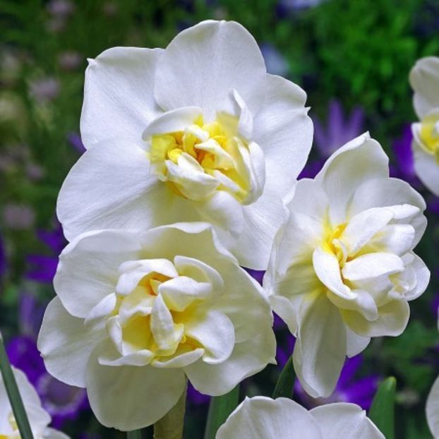 White-cheerfulness - 2020 xxx NARCISE Colectia