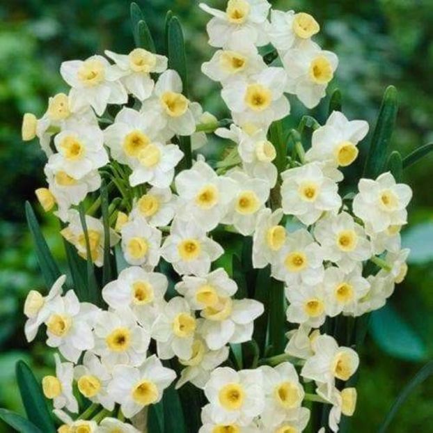 Tazetta Avalanche - 2020 xxx NARCISE Colectia