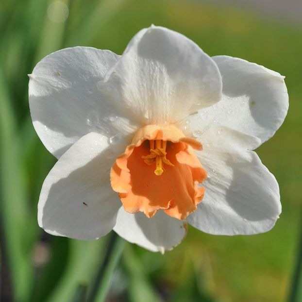 Cool_flame- - 2020 xxx NARCISE Colectia