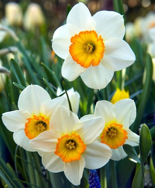 FLOWER-RECORD - 2020 xxx NARCISE Colectia