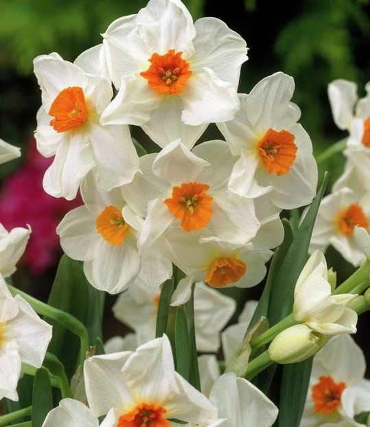 narcissus-geranium - 2020 xxx NARCISE Colectia