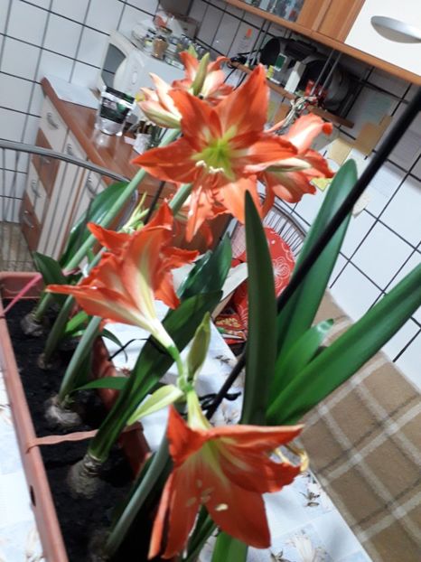  - 2022 - Aprilie