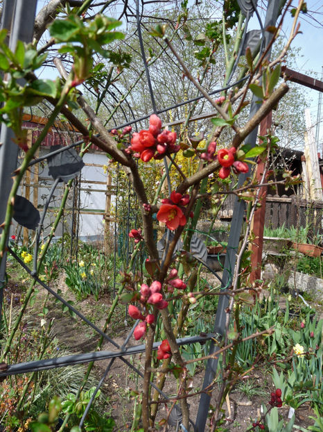  - 2022 - 01 - Primavara