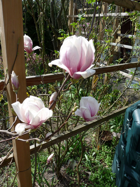  - 2022 - 01 - Primavara