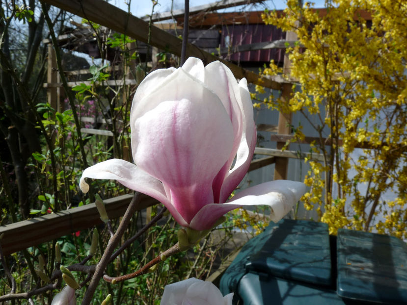  - 2022 - 01 - Primavara