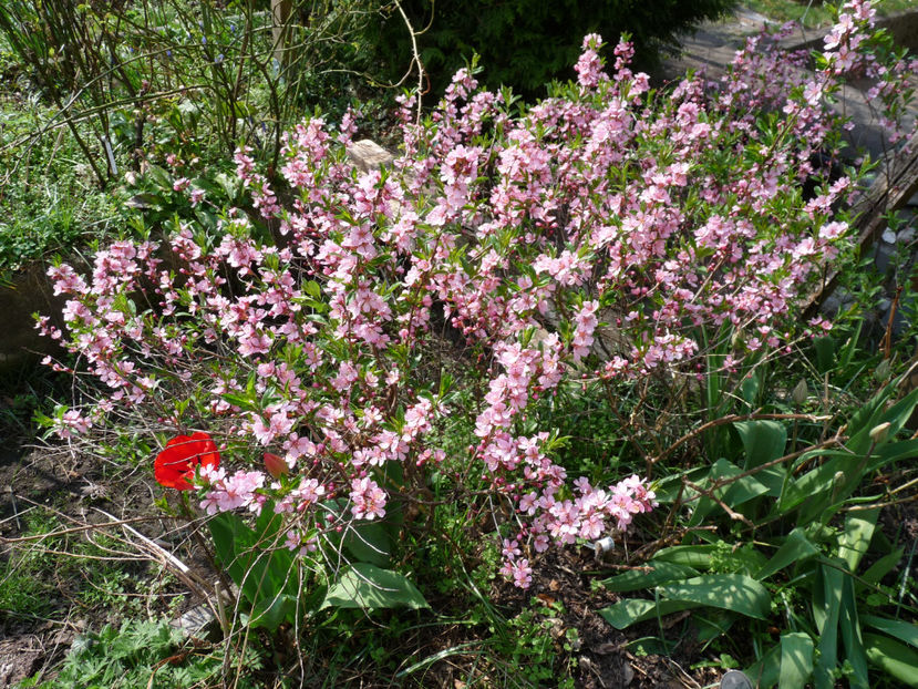  - 2022 - 01 - Primavara