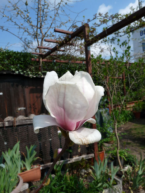  - 2022 - 01 - Primavara