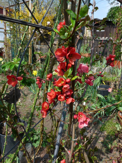  - 2022 - 01 - Primavara