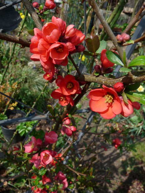  - 2022 - 01 - Primavara