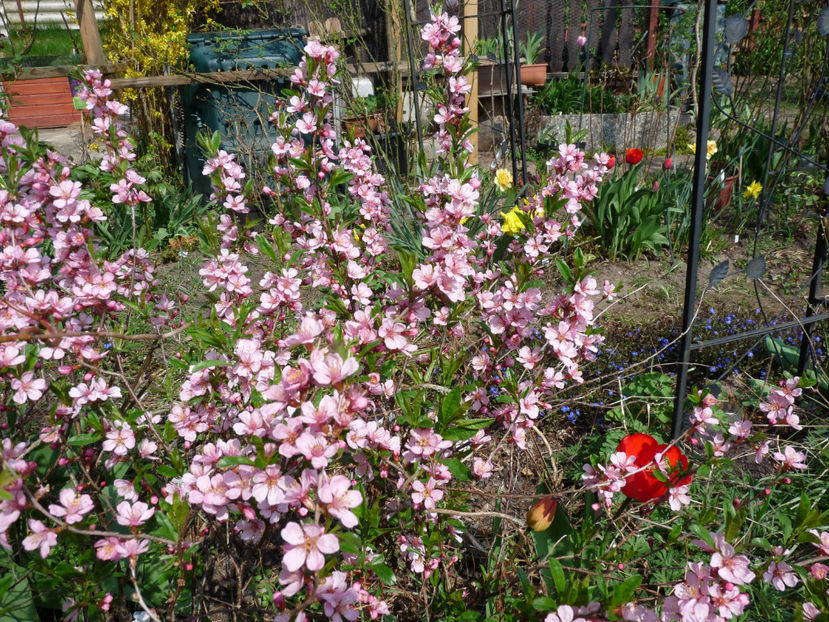  - 2022 - 01 - Primavara