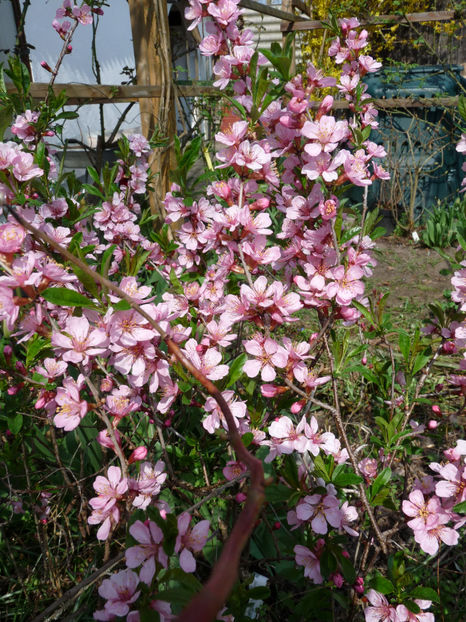  - 2022 - 01 - Primavara