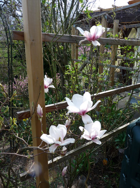  - 2022 - 01 - Primavara