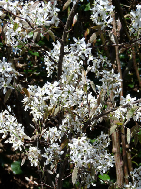  - 2022 - 01 - Primavara