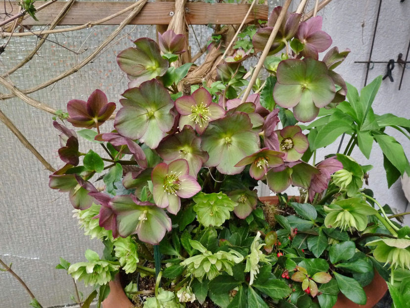  - Helleborus - Spanz