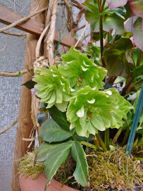  - Helleborus - Spanz