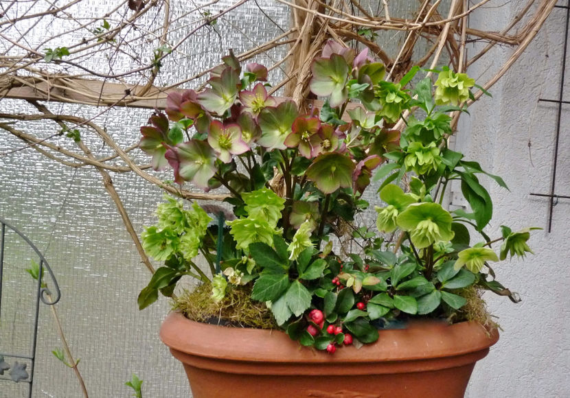  - Helleborus - Spanz