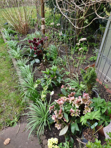  - Helleborus - Spanz