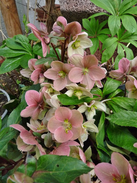  - Helleborus - Spanz
